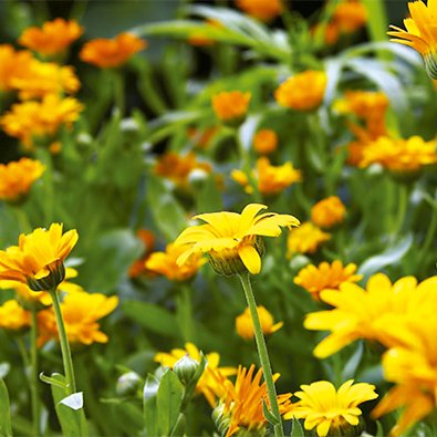 Manual Rain Bird TM2